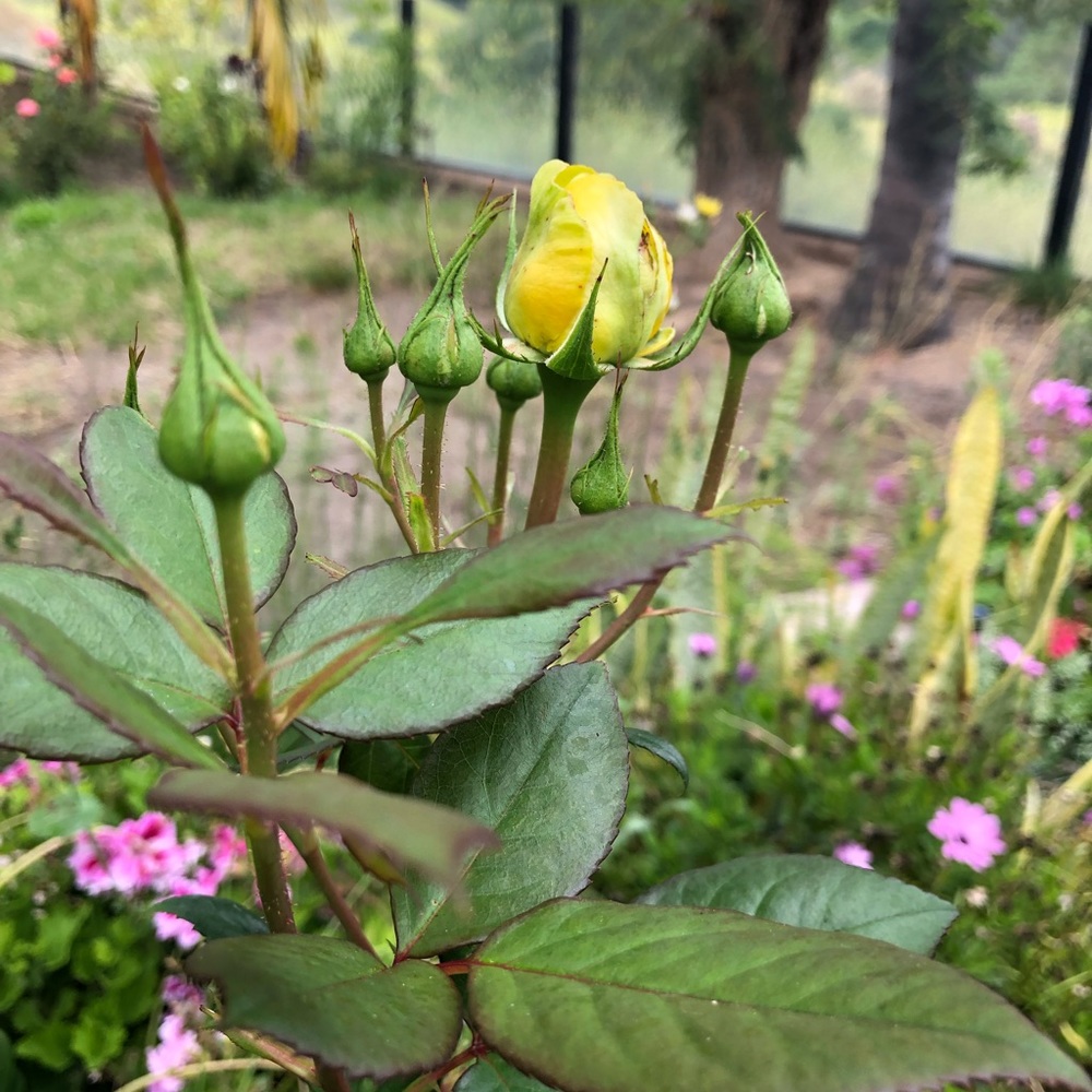 Meet your Posher, Shanil